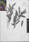 Foto von Salix L.